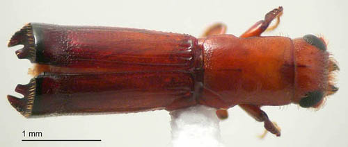มอดรูเข็ม (Ambrosia beetle)